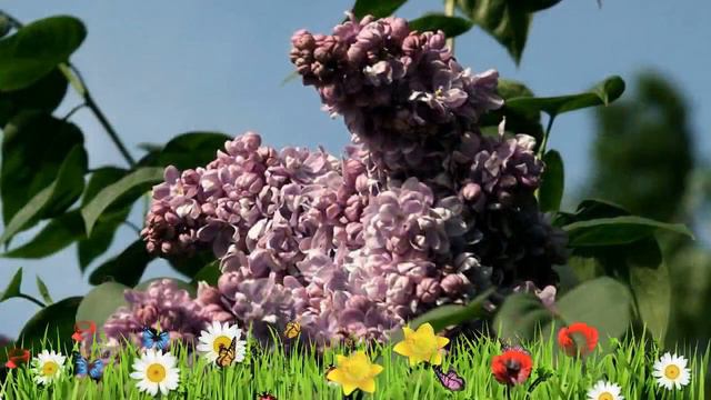 Сирень обыкновенная Маршалл Ланн 🌿 Обзор: посадка и уход. крупномеры сирени: описание и особенности смотреть онлайн