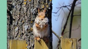 Рассказ о белке