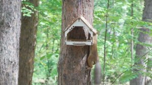 Жара в Экопарке - белочка есть ягоду и просит еду 26 июля 2023 г