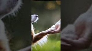 Дай, Джим, на счастье лапу мне (стихотворение N 10)