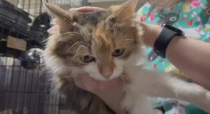Рассказываем как дела у кошечки Клюквы, которую бросили при переезде!