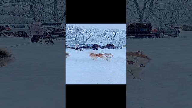 экскурсия танки и техника ВОВ . ПАРК СТАЛЬНОЙ ДЕСАНТ КРАСНОЕ СЕЛО СПБ ПИТЕР САНКТ-ПЕТЕРБУРГ ЗИМА