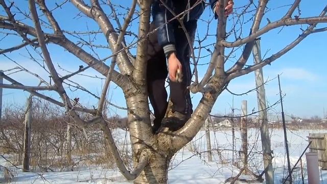 Весенняя обрезка сада   Обрезаем черешню правильно