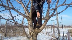 Весенняя обрезка сада Обрезаем черешню правильно