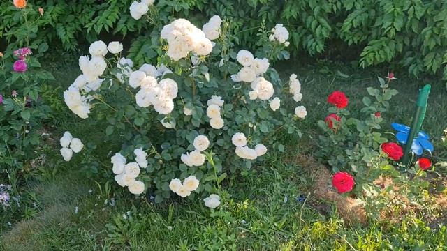 20 июня 2022 г. #Розы в саду. Сорт Princess Miyuki (#ПринцессаМиюки), #Штёртебекер. смотреть онлайн
