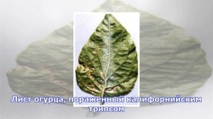 Калифорнийский трипс: чем он страшен для дачников?