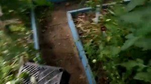 Я в шоке от томата розовый мёд и конфетное дерево.