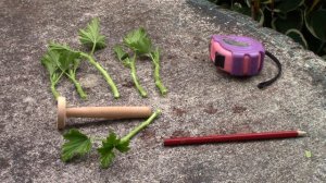 How to Make Cuttings of Pot Geraniums (Pelargonium) || Quick & Easy Guide