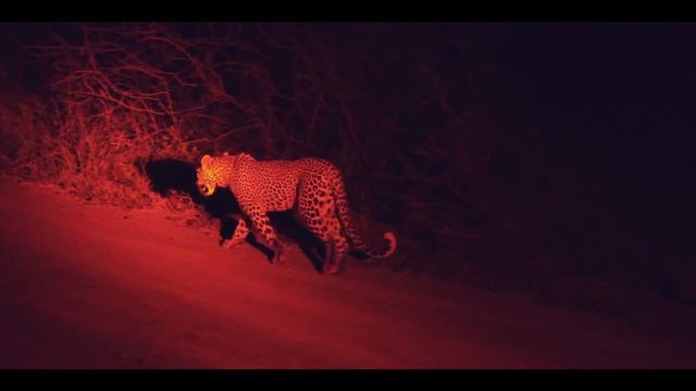 15 days in KwaZulu-Natal - South Africa смотреть онлайн