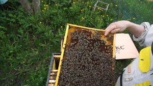 Как определяю тихую смену матки.