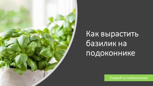 Как вырастить базилик на подоконнике