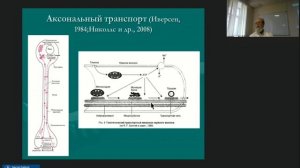 Кодзаев Ю.К. Некоторые особенности клеточного строения нервной системы