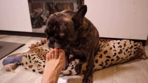 Почему собака облизывает хозяина