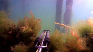 Подводная охота Анапа 2013 с Гешей