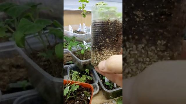 будра укоренение черенков в перлите ?????? N 1 смотреть онлайн