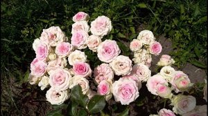 Бордюрная спрей роза Мими Иден (rose Mimi Eden), обзор цветения, 21 июля 2022