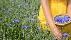 За синими туманами...