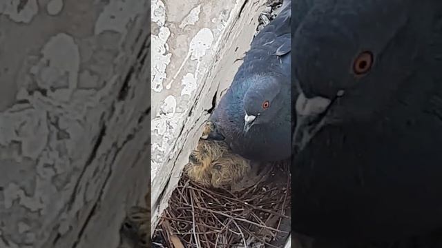 голуби вывели птенцов на нашем балконе