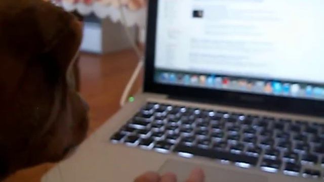 Джек Рассел Терьер / Jack Russell Terrier смотреть онлайн