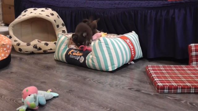 Шоколадные ЩЕНКИ ЧИХУАХУА