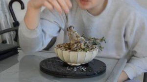 Как подготовить бонсай к весне. Полив бонсай