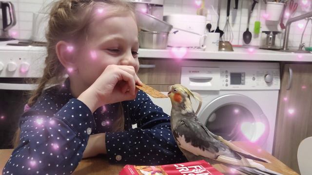 Ручной попугай, корелла Луша смотреть онлайн