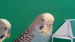 Попугай зевает