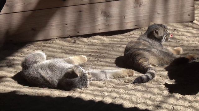 Поваляшки и потасовки котят манулов. 10.08.2023 смотреть онлайн