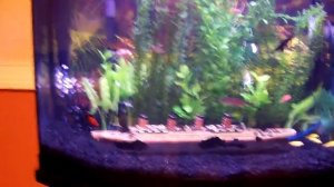 Freshwater  Aquarium Titanic Ship Fish Tank