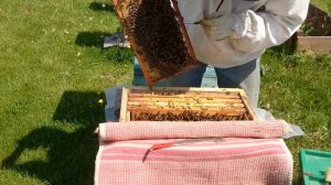 Удаление маточников