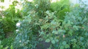 Почему розы болеют. Внекорневые подкормки.