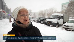 Бездомные собаки: что делать?