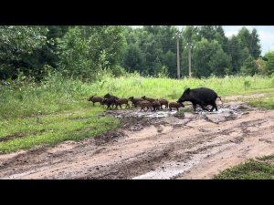 Почетные гости Никольского фестиваля