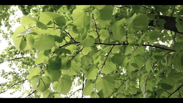 Козельщина історична смотреть онлайн