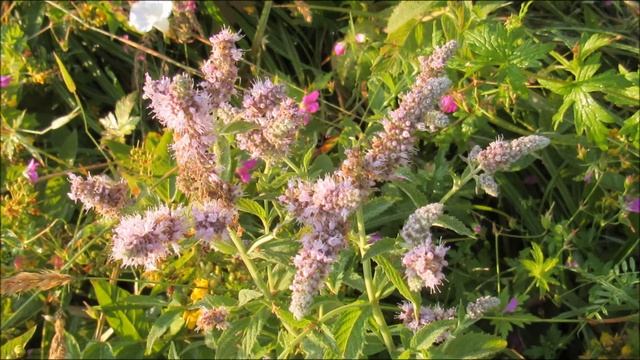 И калины гроздья солнцем наливаются смотреть онлайн