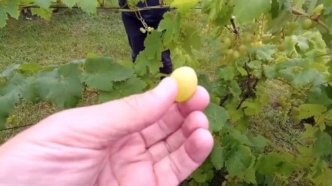 ??Виноградник в Самохваловичах, Минская область. Экскурсия на виноградник.