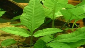 Болбитис гетероклита, или Болбитис причудливый.Описание. Аквариумные растения.