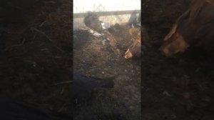 Бухарские голуби.
