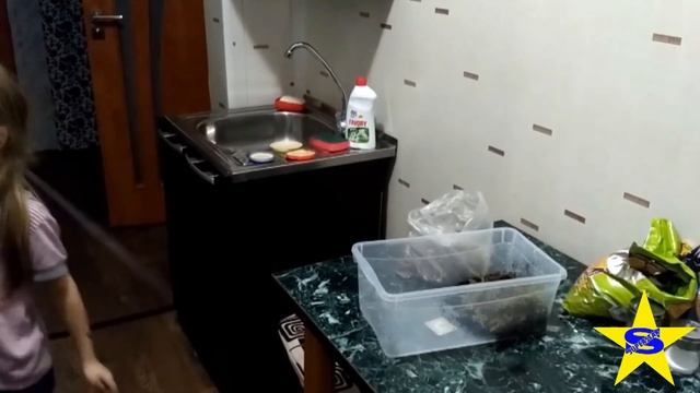 АХАТИНЫ.АФРИКАНСКИЕ УЛИТКИ,  КАК УХАЖИВАТЬ ЗА УЛИТКАМИ. УБОРКА