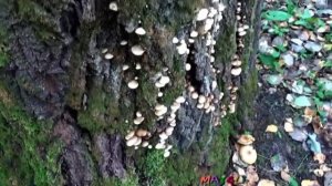 Королевские опята в лесу