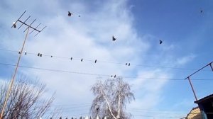 голуби Донбасса Белоусова Виктора г.Родинское