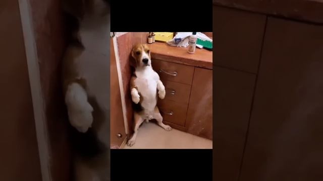 Загнали в угол #funny dogs #dogs #shorts