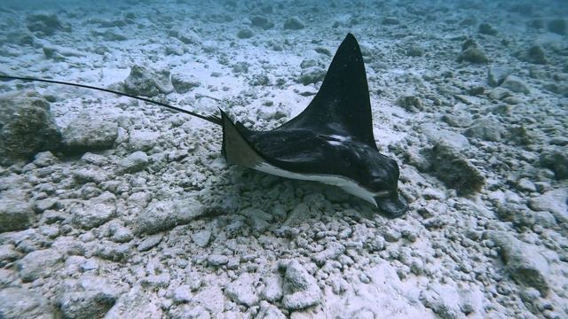 Eagle Ray at Royal Island Resort and Spa : snorkeling in the Maldives