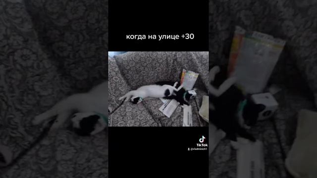 Определяем погоду по коту.