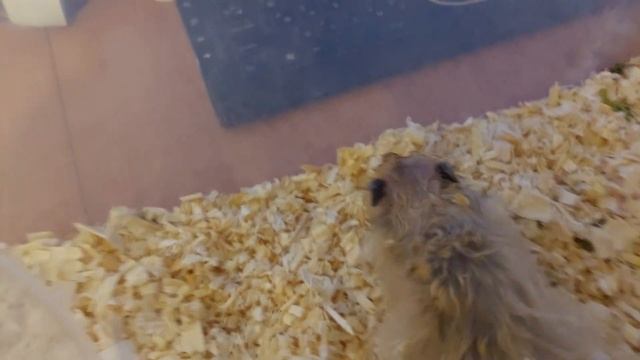 Сирийский хомяк Кузя заболел... смотреть онлайн