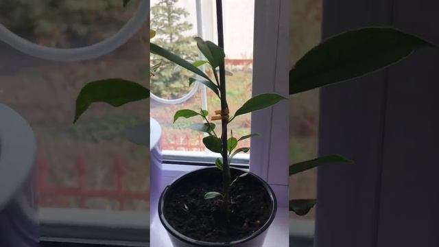 Фикус на штамбе, первый опыт)) в мае скину прогресс смотреть онлайн