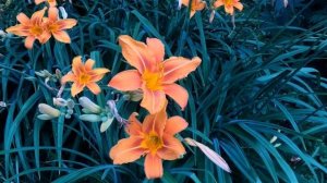 Лилейник буро-жёлтый (красоднев рыжий). Одно из самых неприхотливых и простых в уходе растений!