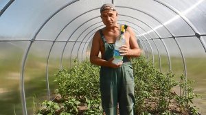 Перцы и помидоры выращиваем в одной теплице ч.4