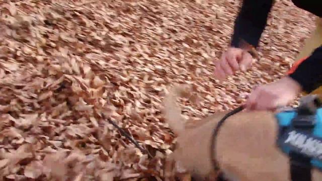 Olympus sh 60 and Disappearing Dog 2 смотреть онлайн