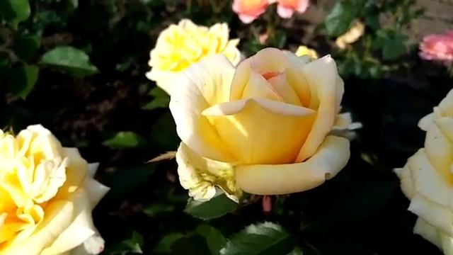 Обзор: Роза - ✨ ЗОЛОТАЯ БАШНЯ ✨ - лучшее украшение для сада смотреть онлайн